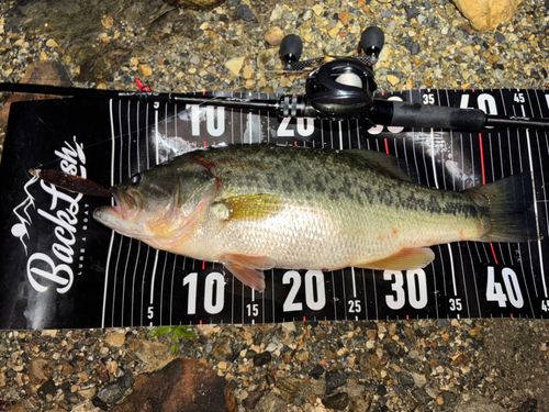 ブラックバスの釣果