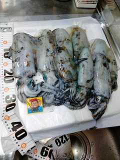 アオリイカの釣果