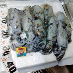 アオリイカ