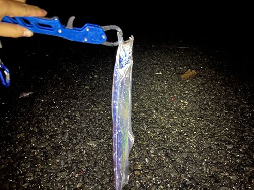 タチウオの釣果