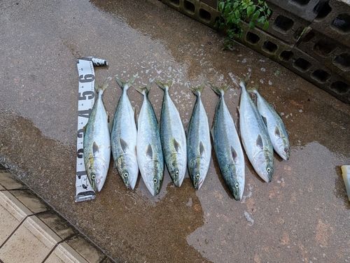 ワラサの釣果