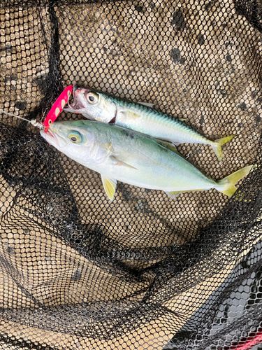 ワカシの釣果