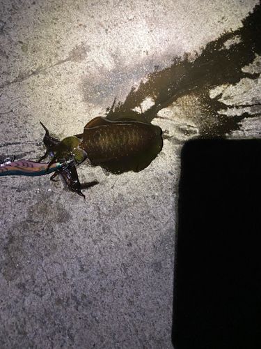 道の駅あわじ