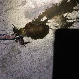 アオリイカ
