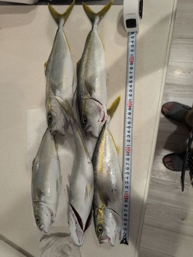 ワカシの釣果