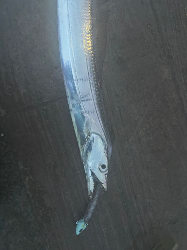 海辺つり公園
