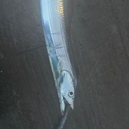 タチウオ