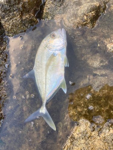 メッキの釣果