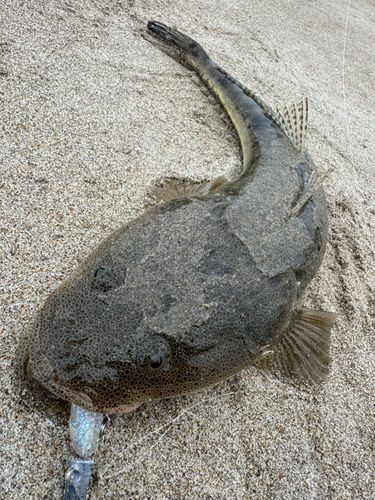 伊良湖サーフ