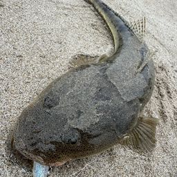 マゴチ