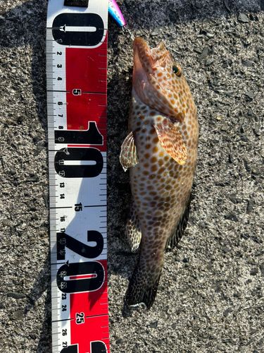 オオモンハタの釣果