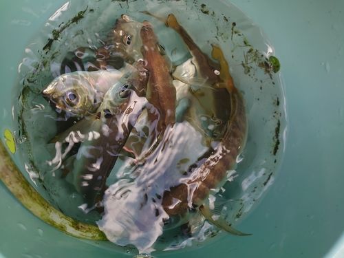 マアジの釣果
