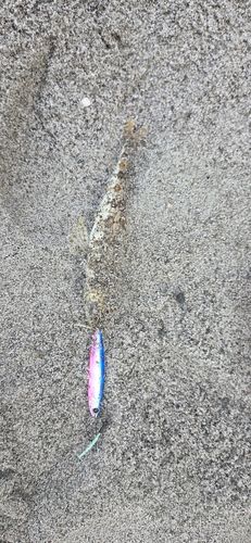 エソの釣果