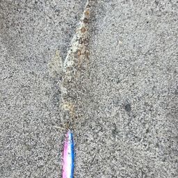 エソ