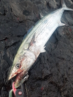 サワラの釣果