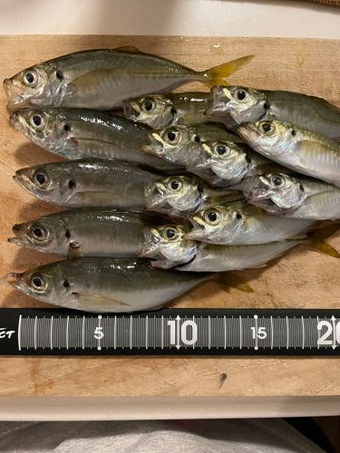 アジの釣果