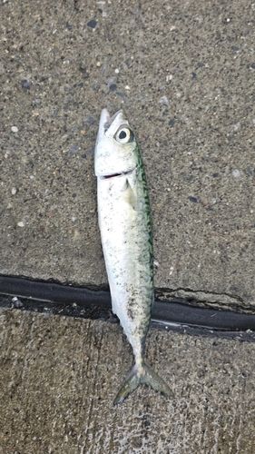 サバの釣果