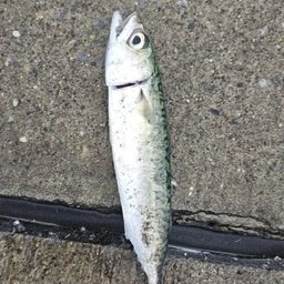 サバ