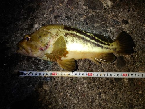 シマゾイの釣果