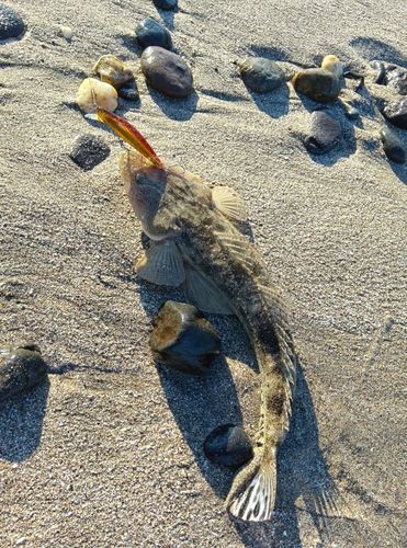 マゴチの釣果