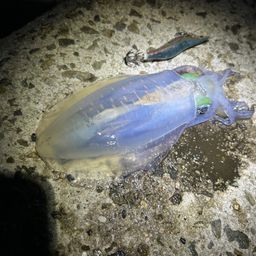 アオリイカ