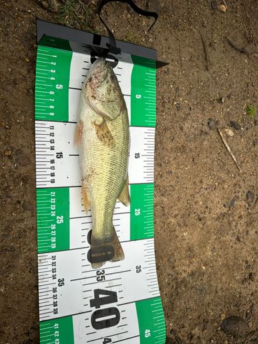 ラージマウスバスの釣果