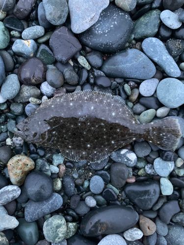 ヒラメの釣果