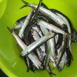 カタクチイワシ