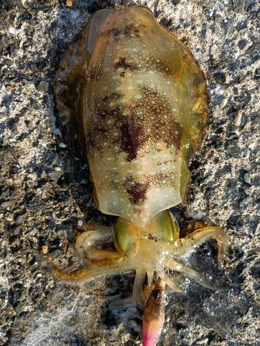 アオリイカの釣果