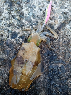 アオリイカの釣果