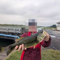 ブラックバス