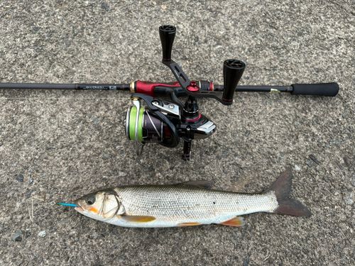 ウグイの釣果