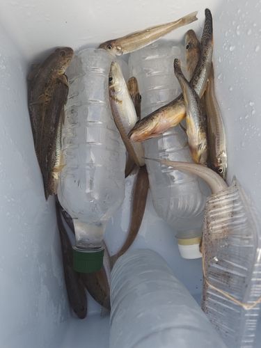 キスの釣果