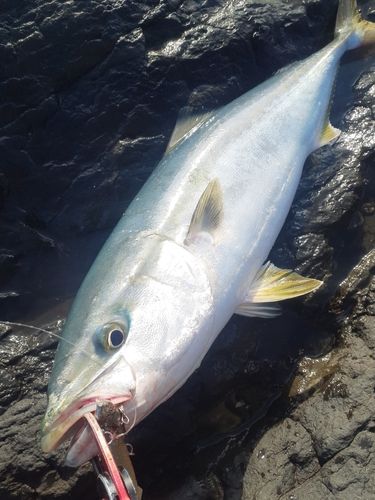 ブリの釣果