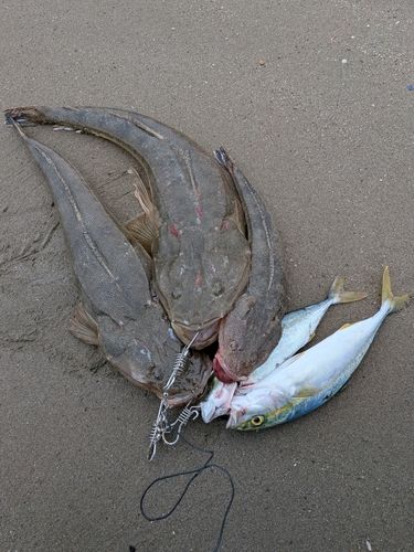 マゴチの釣果