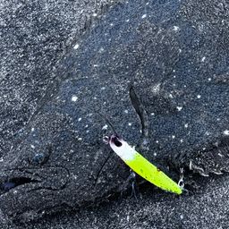 ヒラメ