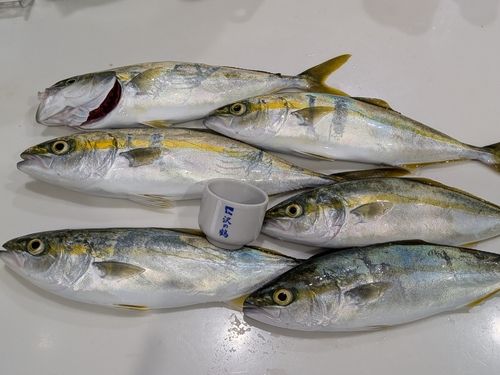 ワカシの釣果