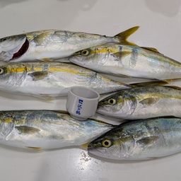 ワカシ