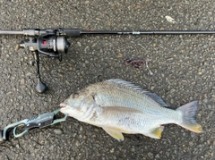キビレの釣果