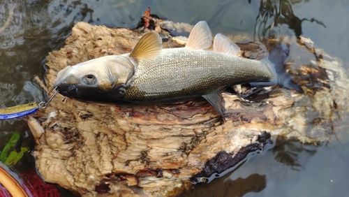 ウグイの釣果
