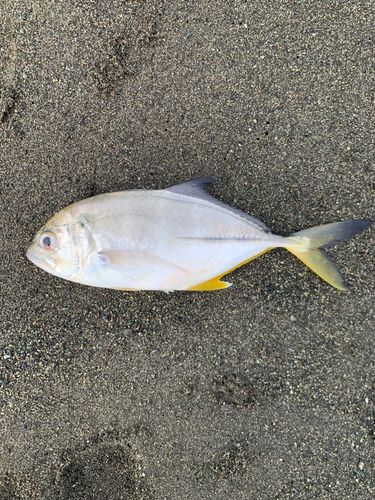 メッキの釣果