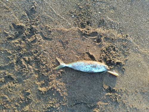 コゾクラの釣果
