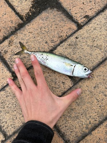 サバの釣果