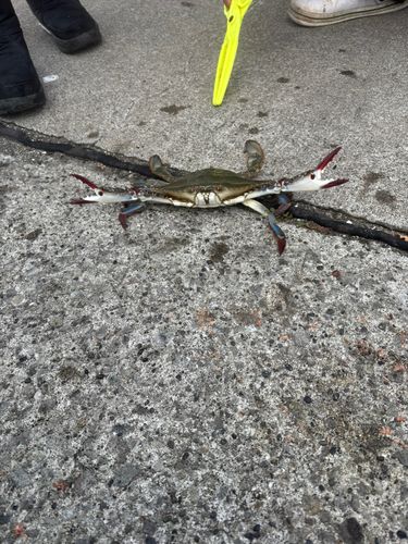 ワタリガニの釣果