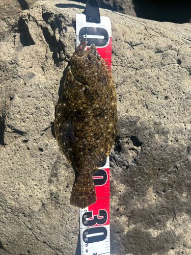 ヒラメの釣果