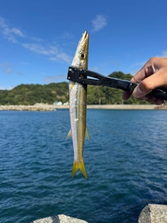 アカカマスの釣果