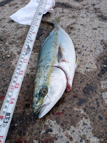 ブリの釣果
