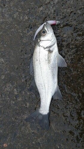 セイゴ（ヒラスズキ）の釣果