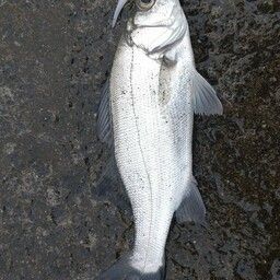 セイゴ（ヒラスズキ）