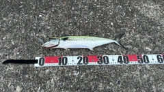 サゴシの釣果